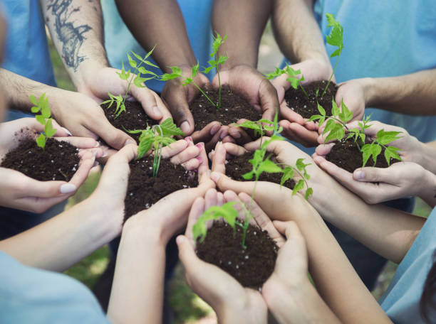 Tree Plantation