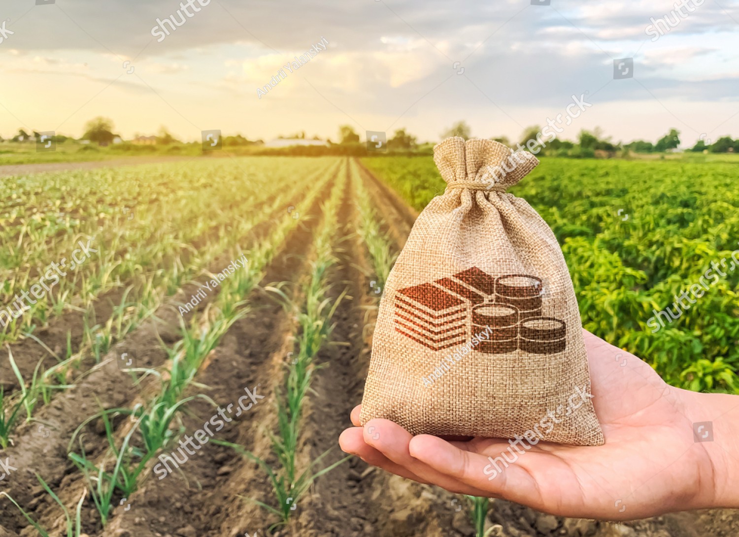 Tree Plantation