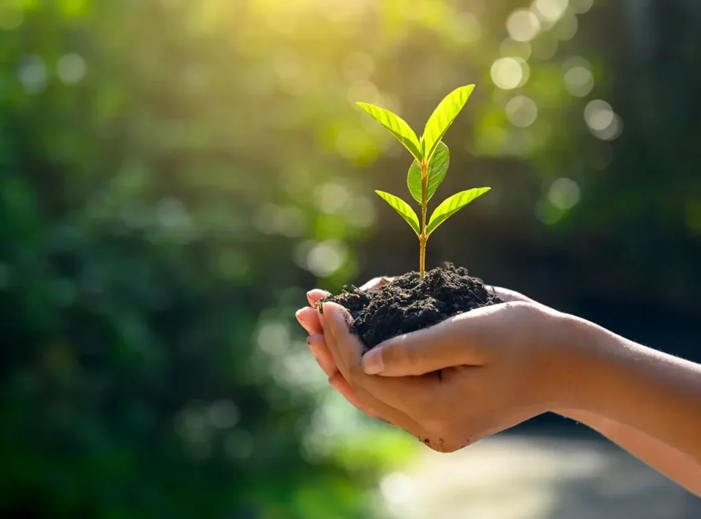 Tree Plantation